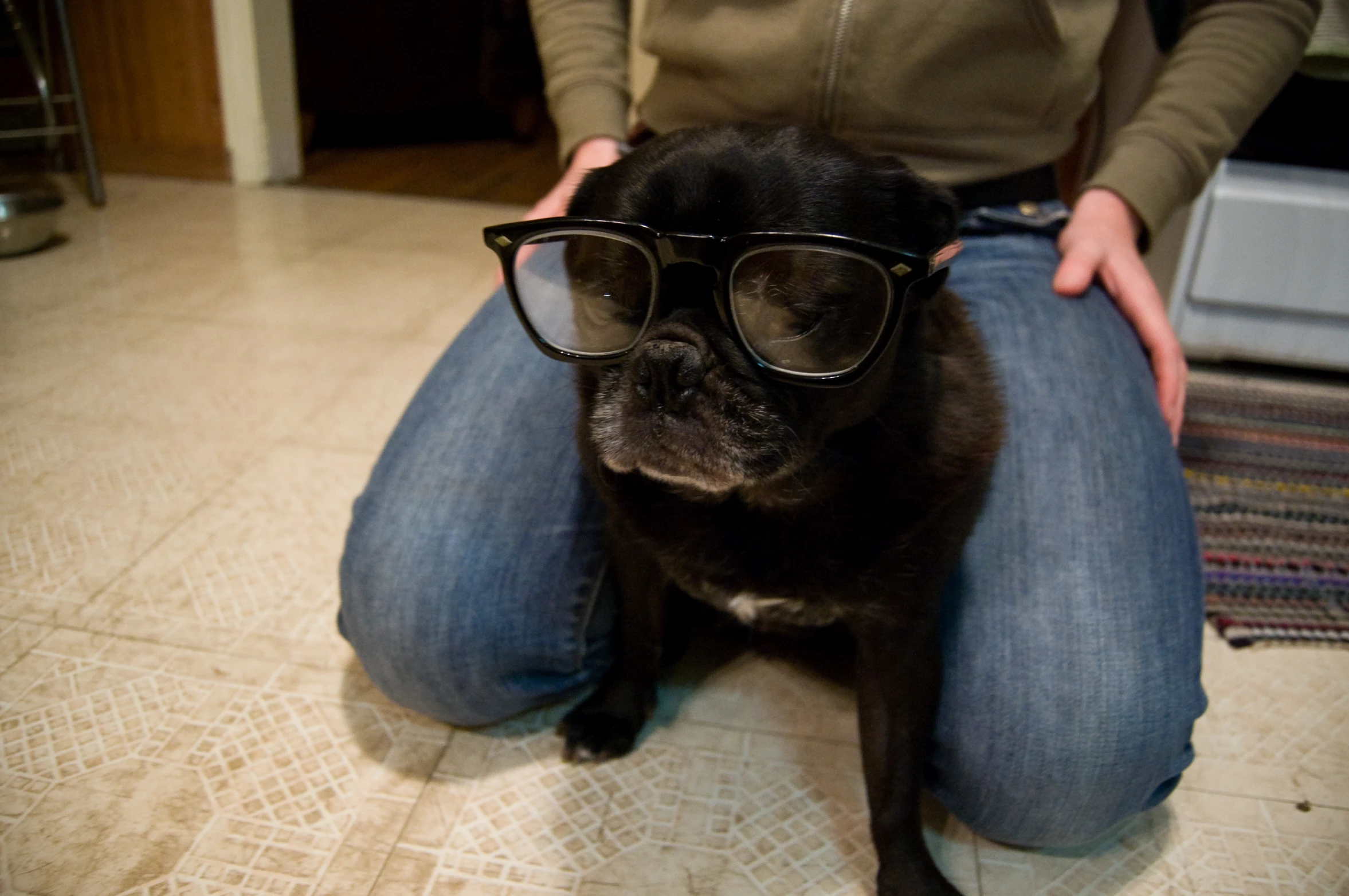 a dog with glasses on it's eyes sitting next to its owner
