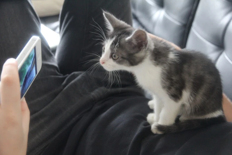 a cat that is sitting on someone's lap