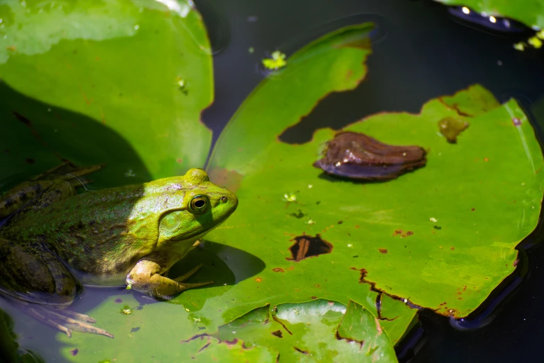 the frog sits in the water next to the lily pad