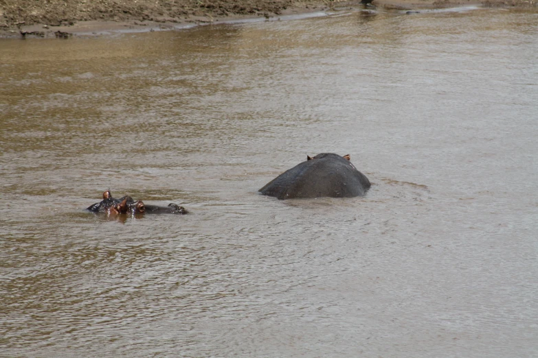 a couple of people that are by an animal in the water