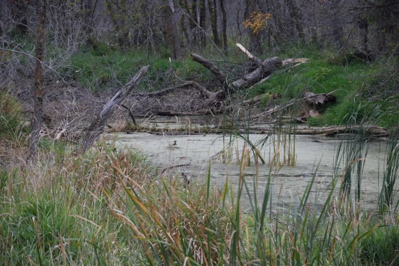 a grassy field with water and fallen trees