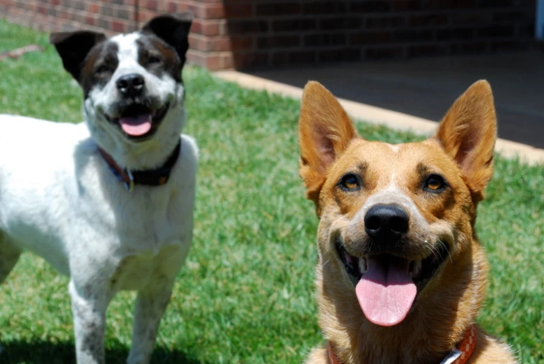 two dogs are outside in the grass on a sunny day