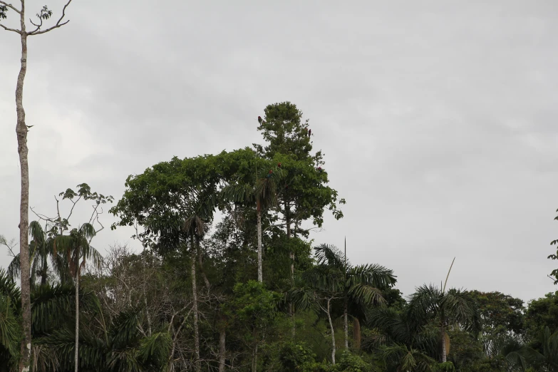 the trees have been very tall and have no leaves on them