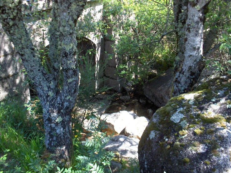 the rocks are all covered in moss and lichen