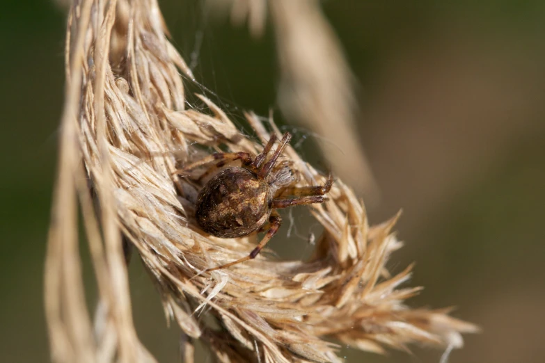 a close up of a plant with an insect sitting on it