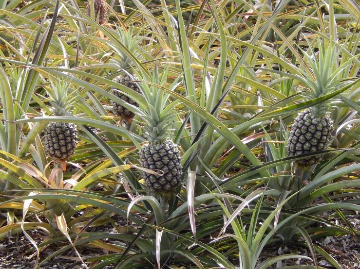 some pineapples that have been growing in the grass