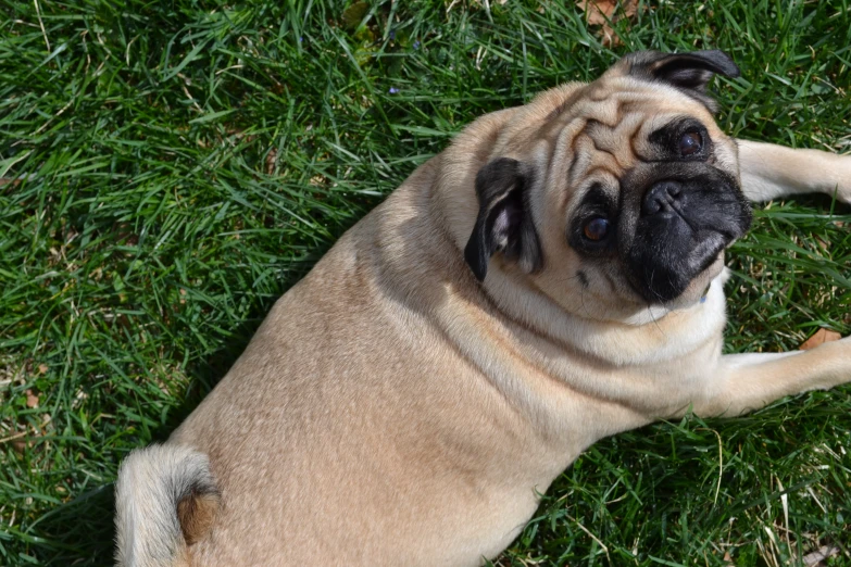 a small pug lies in the grass with its tongue sticking out