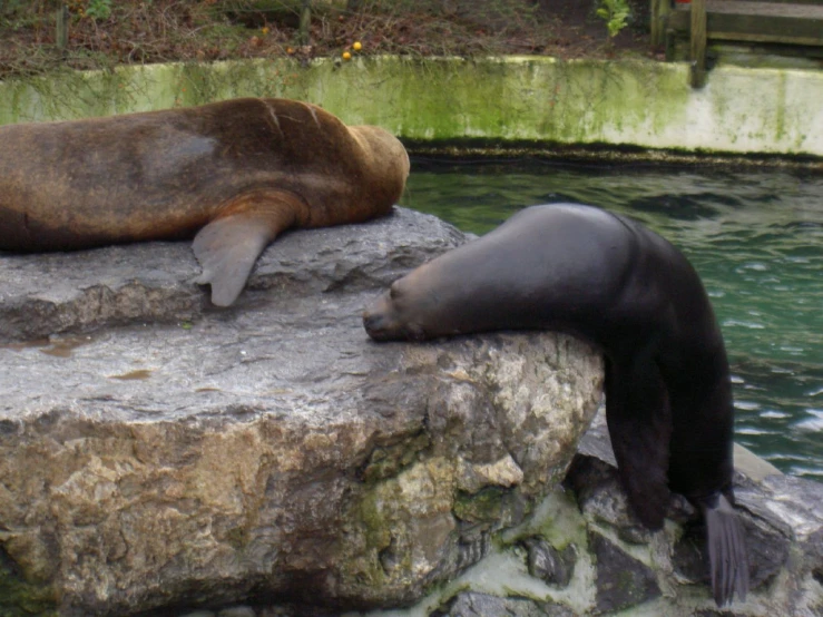 a couple of sea lions laying down next to each other