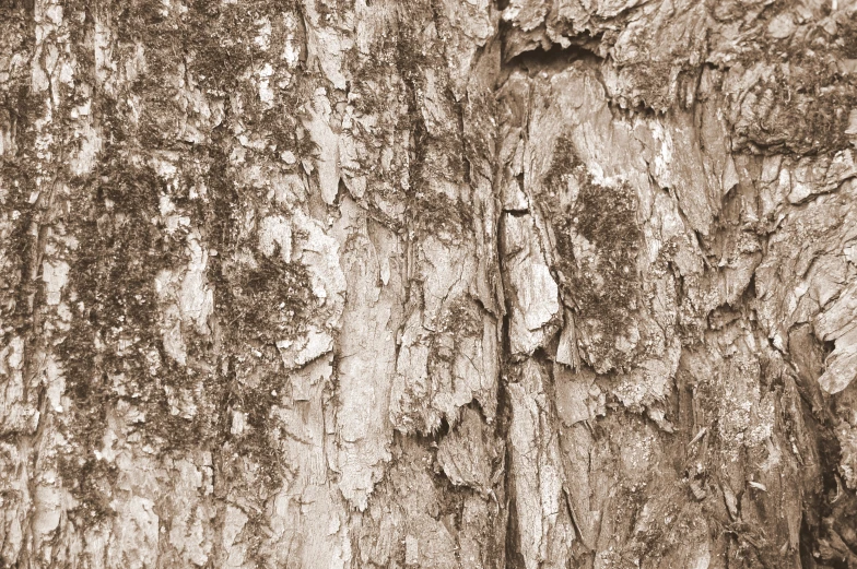 old peeling paint and rust on a tree