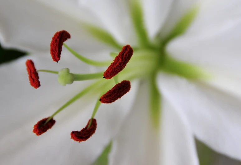 close up of white flower with green center