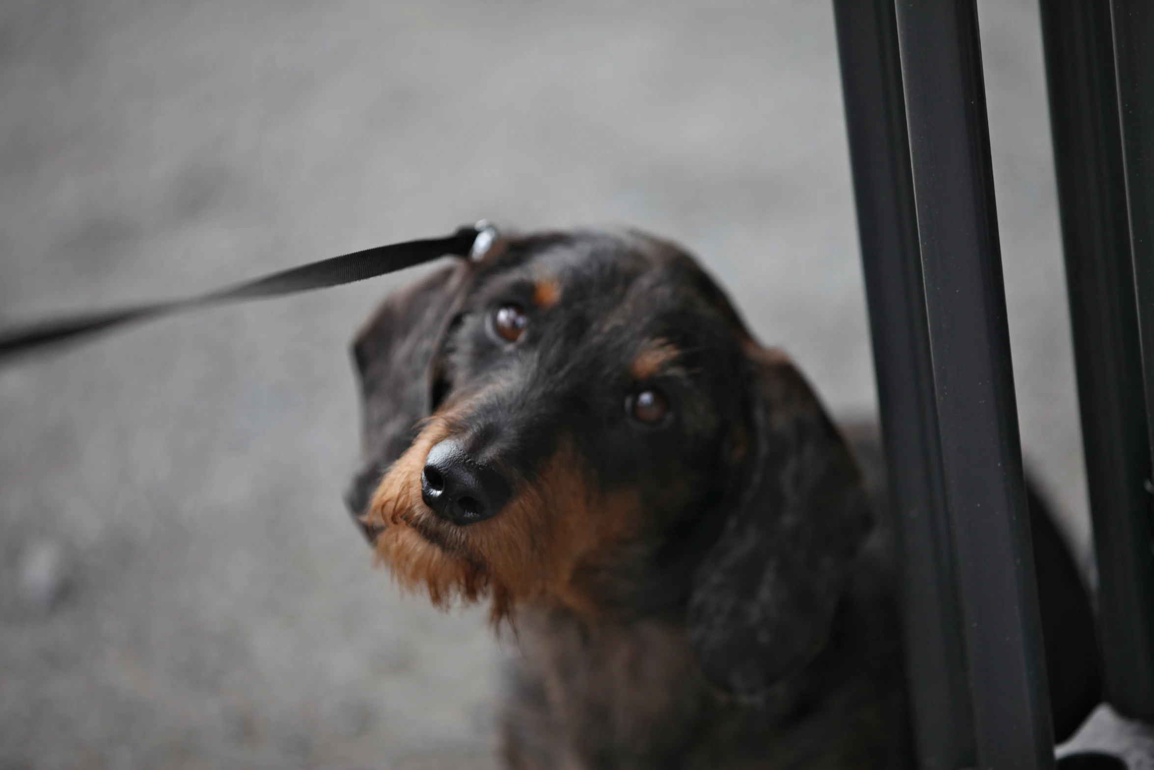 a black and brown dachshund sitting next to a gate