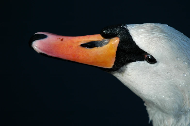 a goose with an orange beak and black eyes