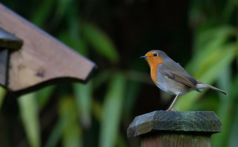 a small bird is sitting on top of a wooden post