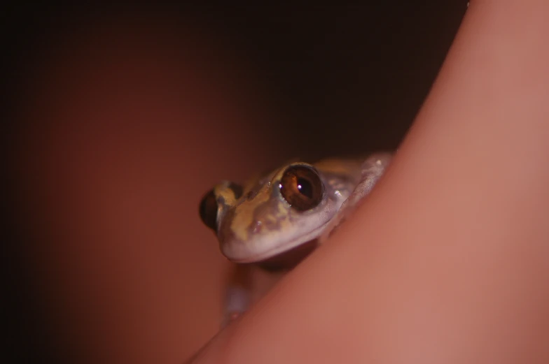 a close up of a person's arm and a gecko on his finger