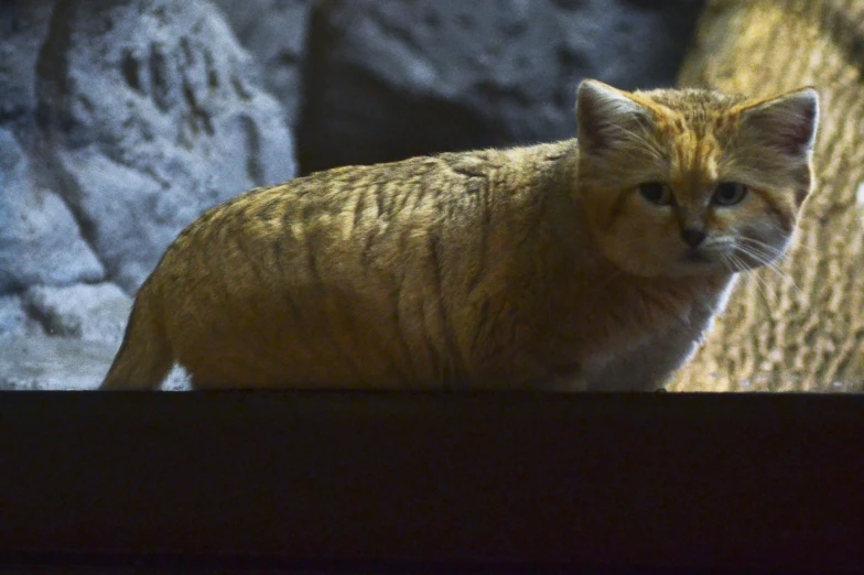 an orange cat stands behind a piece of wood