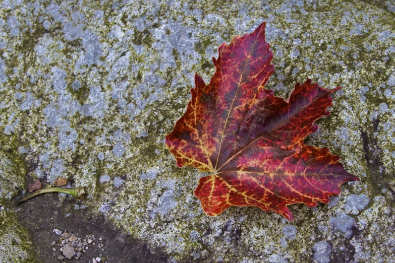 there is a red leaf sitting on moss