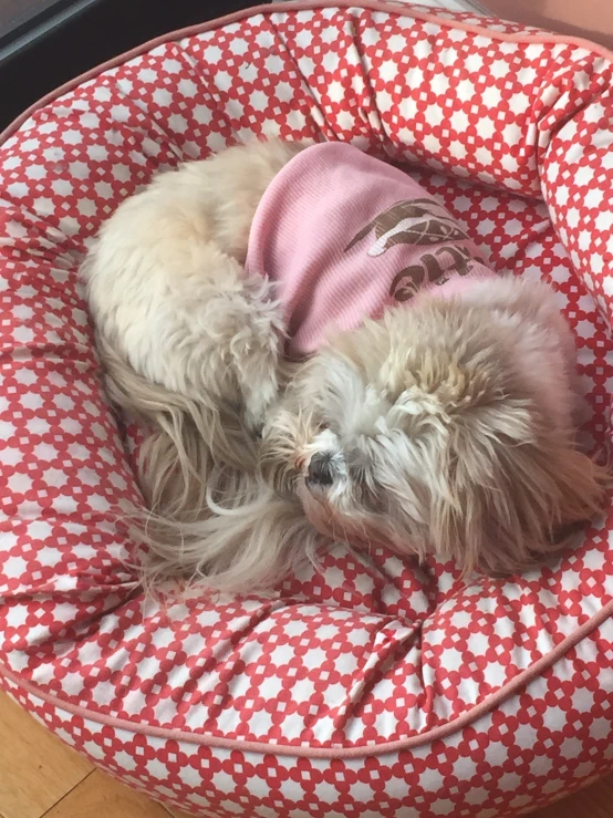 two dogs in a bed with clothes on their heads