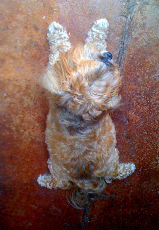 an orange dog laying on its back legs