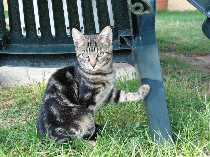 a cat that is sitting on the ground