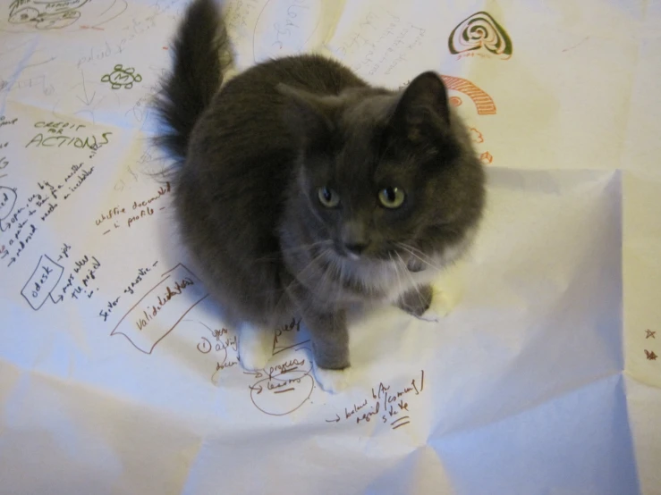 a cat on top of a piece of paper