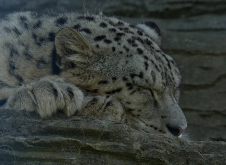 the snow leopard is sleeping on the rocks