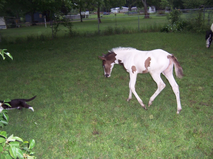 a baby horse standing in a green field next to a black cat