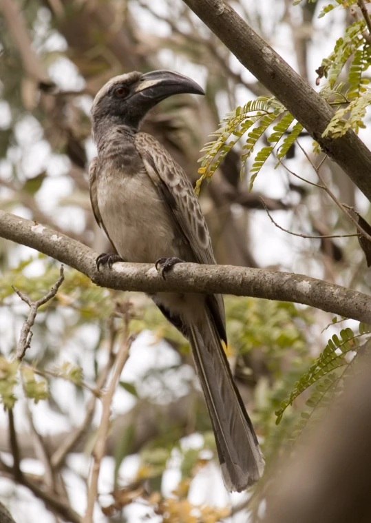 a bird sitting on top of a tree nch