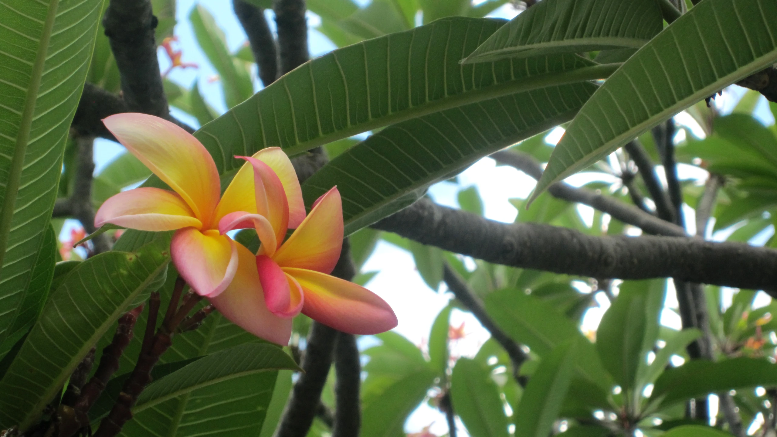 a yellow and pink flower is on a nch