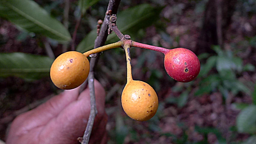 two small berries hanging from a plant outside