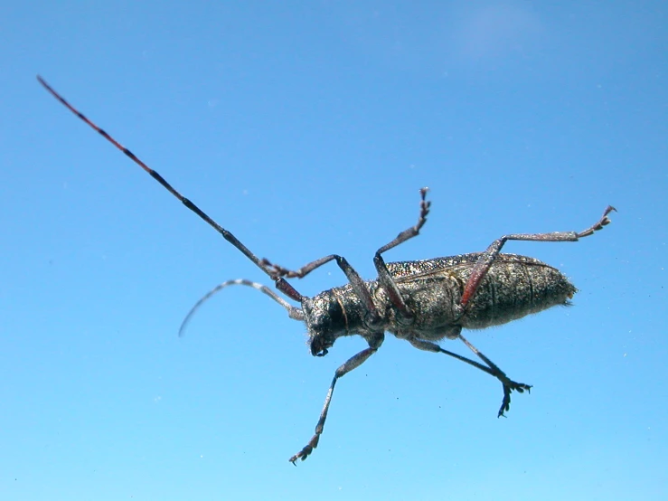 a bug flying through a blue sky on top of a nch