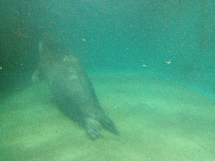 this po shows the bottom half of a fish's tail and the underwater part of its body