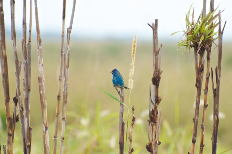 a blue bird is standing on a thin stalk