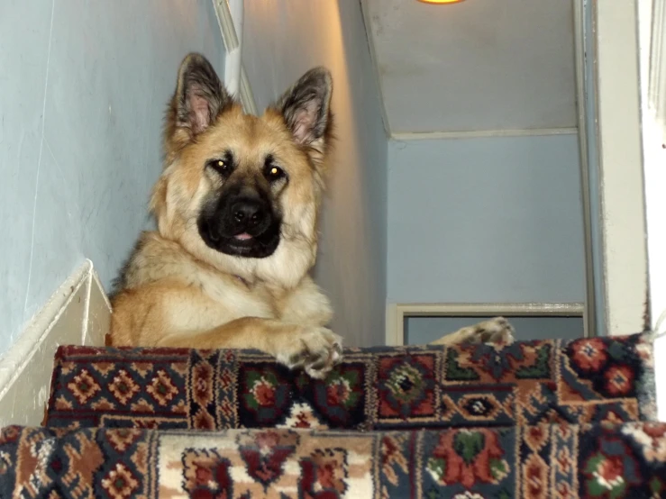 a large dog on a rug in the corner
