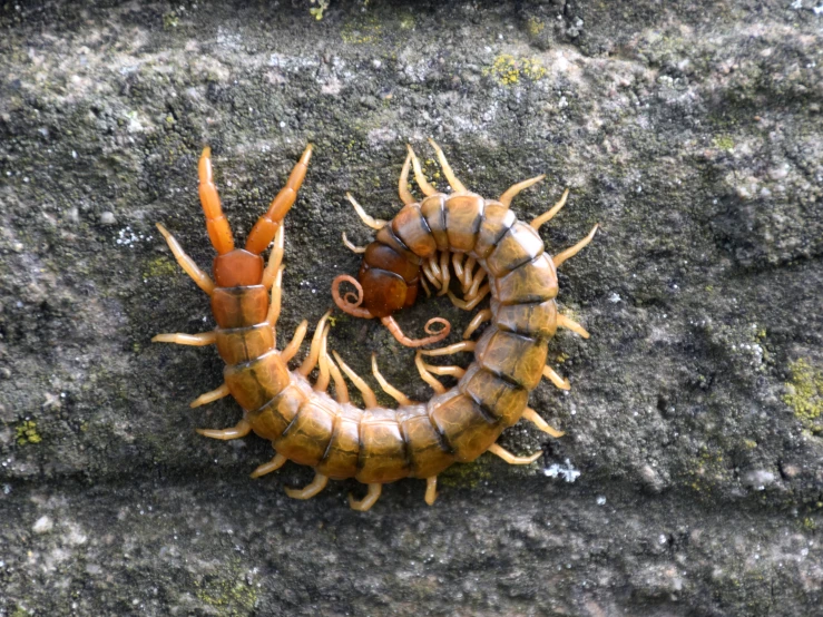 a couple of large brown caterpillars walking along a wall