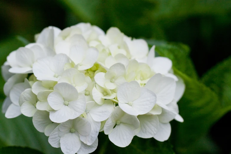 a white and green flower with leaves around it