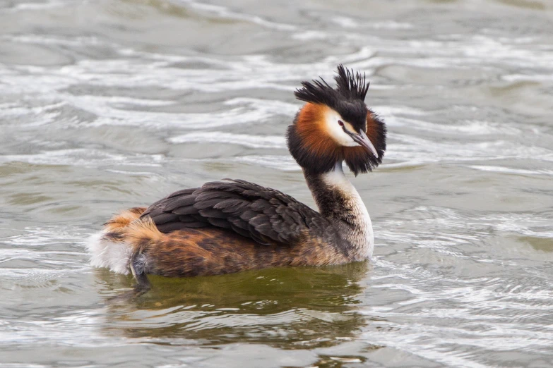 a bird standing on top of the water near shore