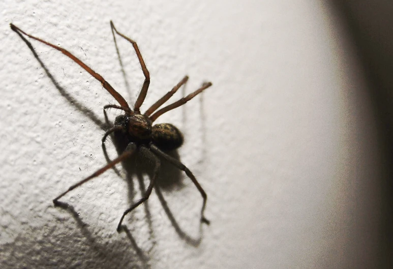 a large spider sitting on the side of a wall