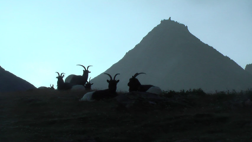 several animals on the grassy hillside of a mountain