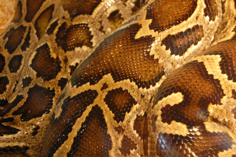 a close - up image of a snake skin, with very detailed patterns