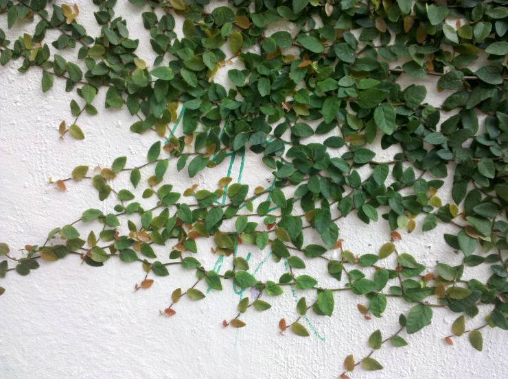 a wall filled with green leafy plants next to a white building