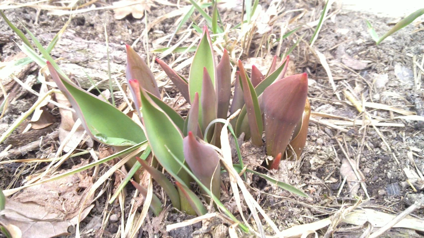 close up of several small pink flowers growing from the dirt