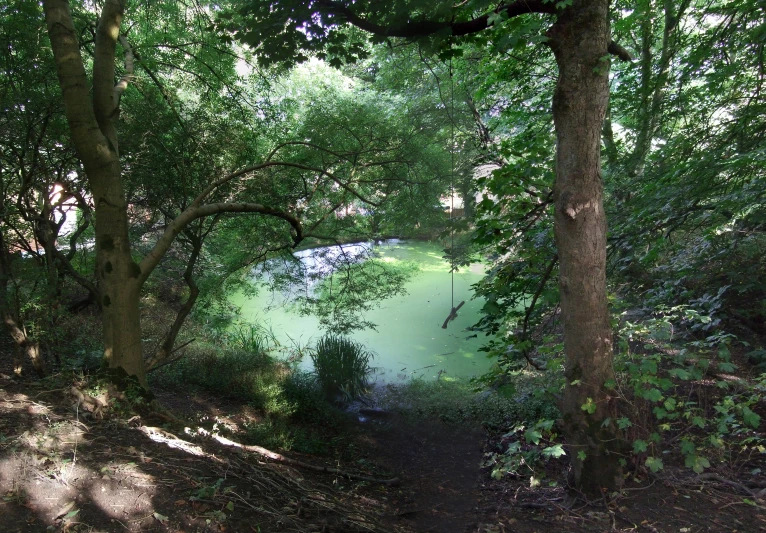 a pathway with several trees near a body of water