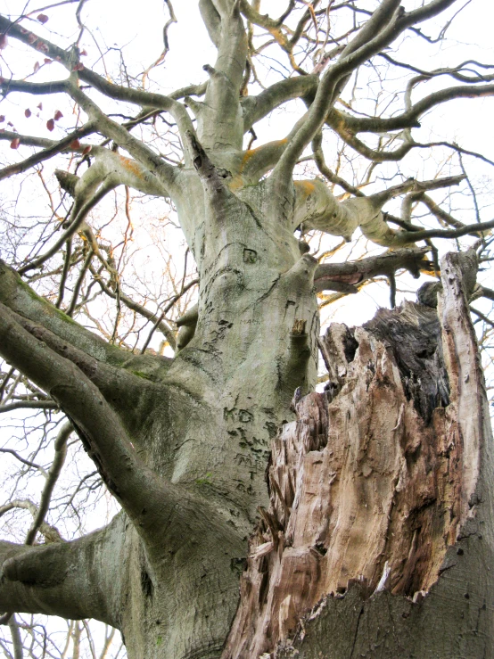 tree with no leaves near the ground and a white sky in the background