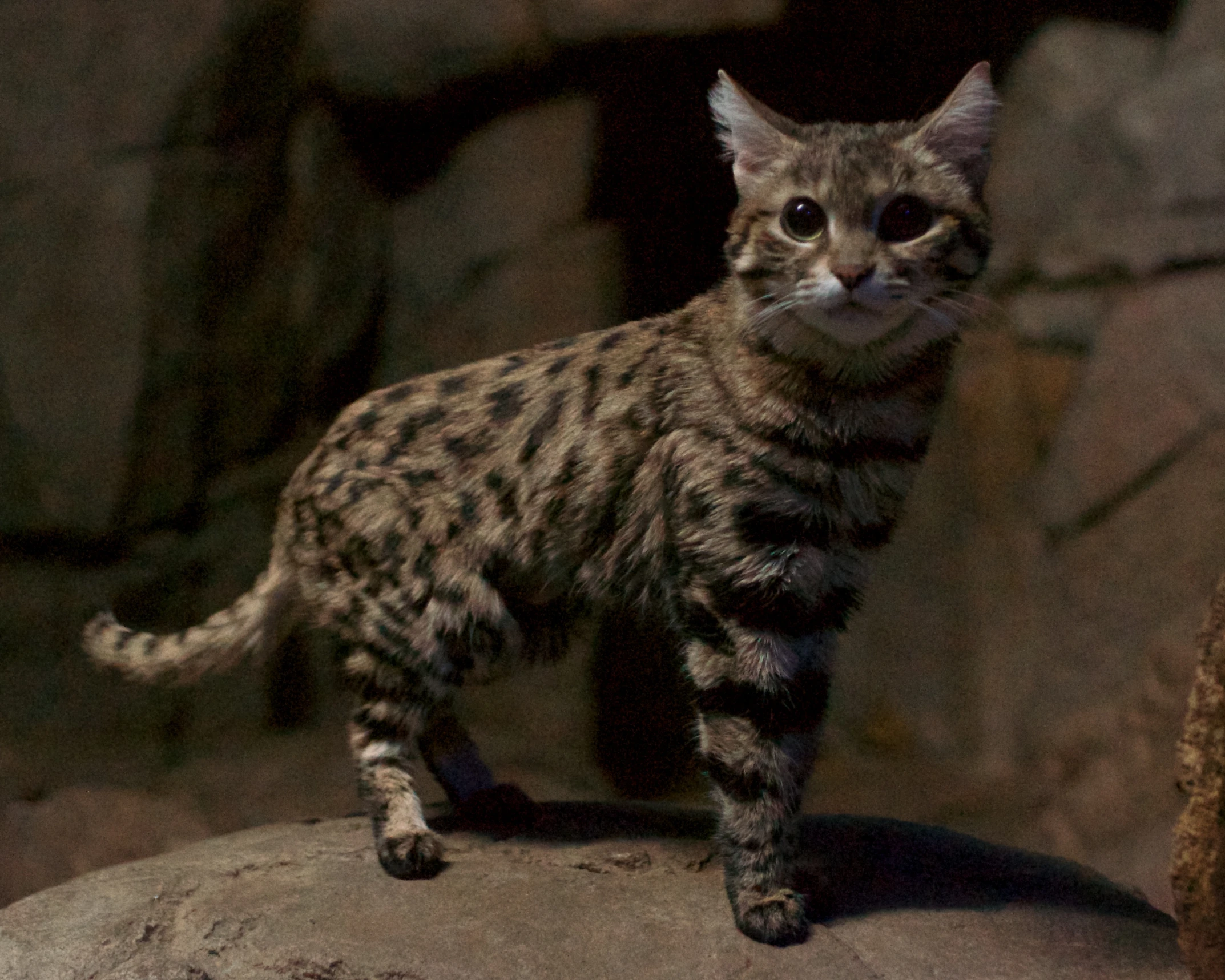 a young spotted cat is standing on a rock