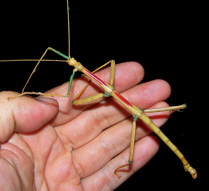 this tiny insect is being held in the palm