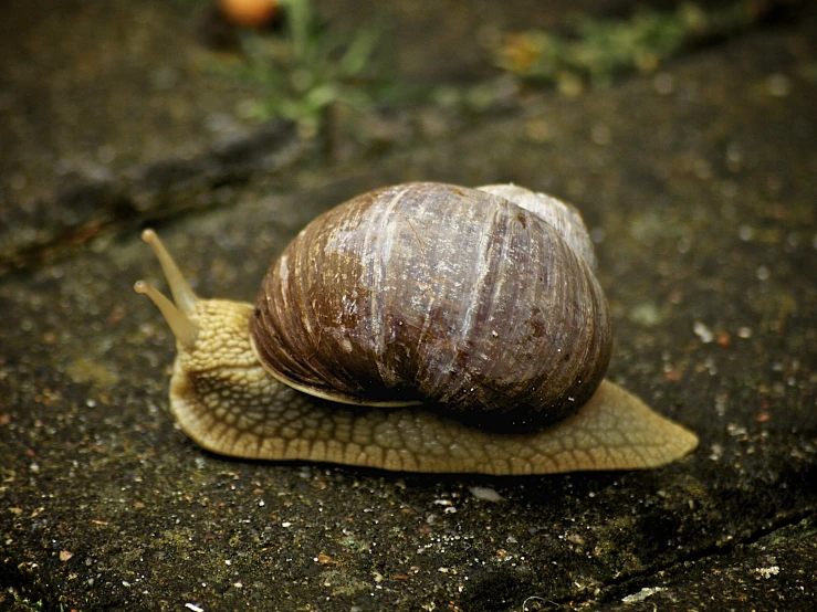 a large snail moving down a street side
