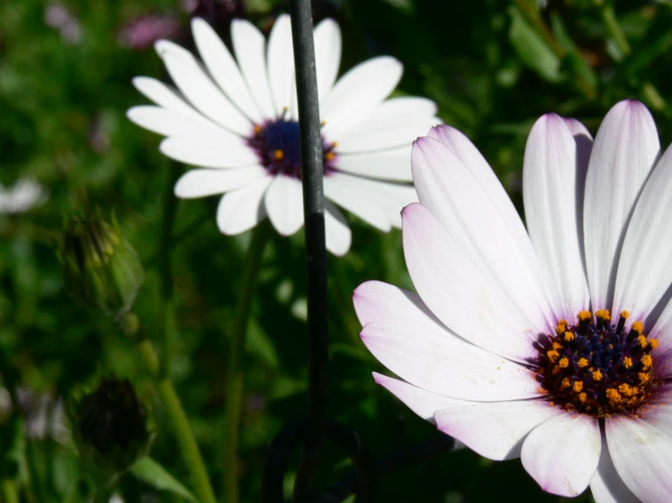 close up of flowers with small white petals