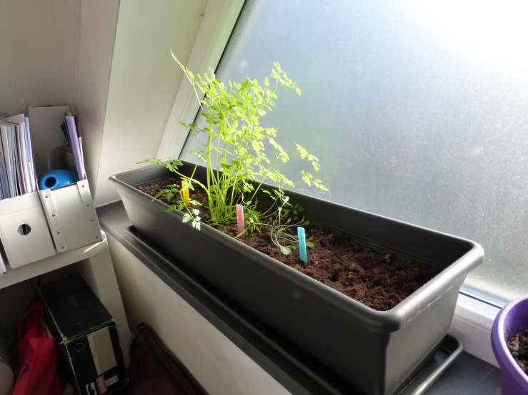 a small potted plant in a large window sill