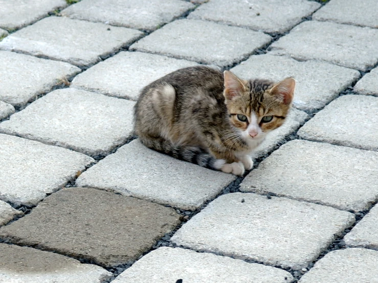 a small kitten sitting on a cobblestone walkway