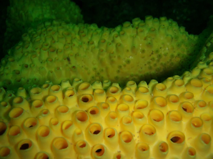 the texture of an underwater coral is made up of yellow and green algae